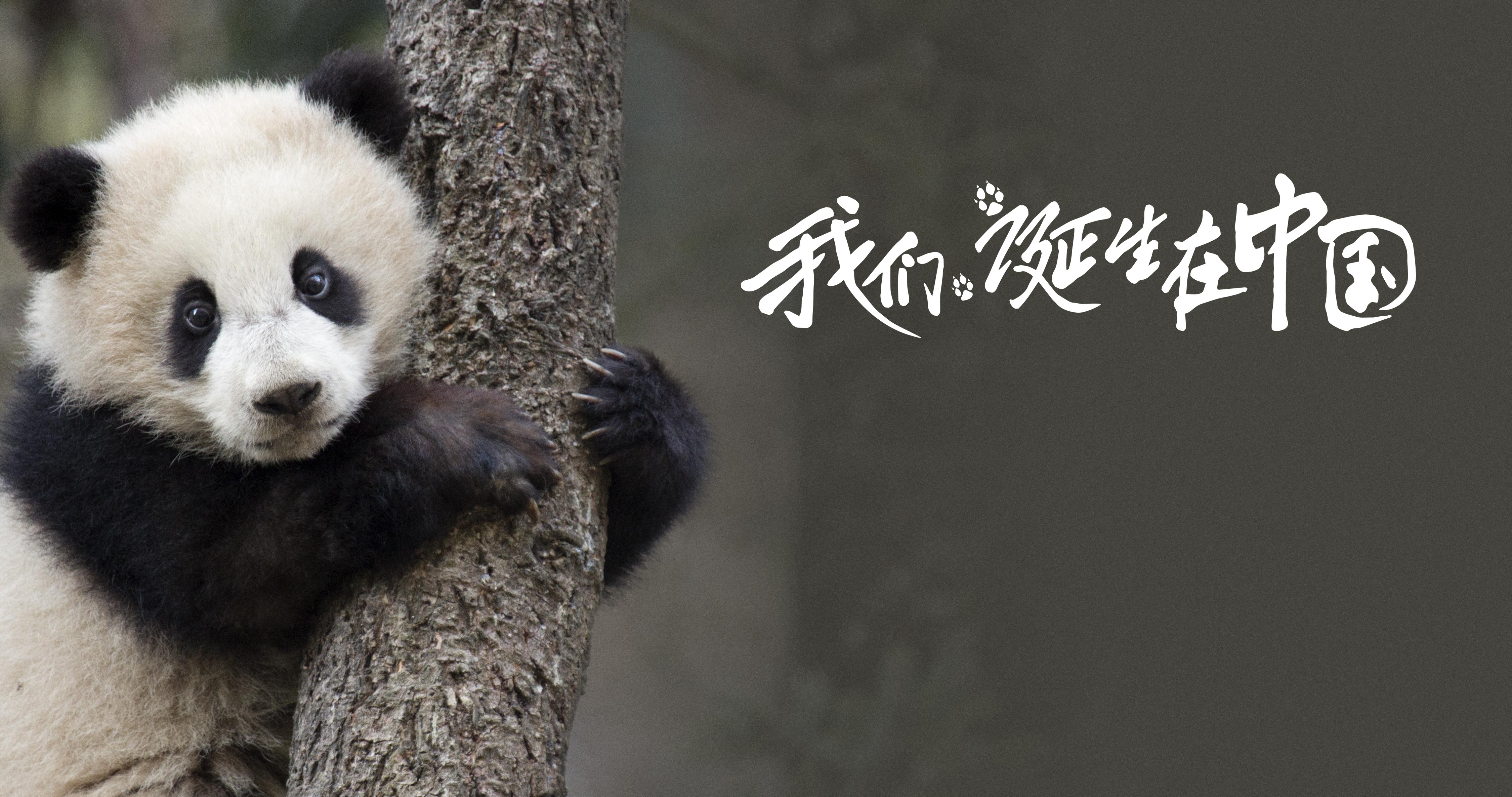 迪士尼携手smg打造自然题材大电影我们诞生在中国获零差评