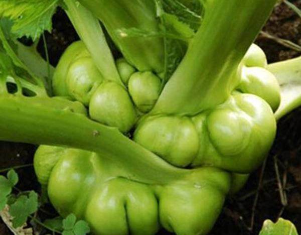 涪陵榨菜败于涨价