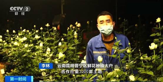 冲击世界第一的云南小镇：中国每10枝鲜花，就有7枝来自斗南