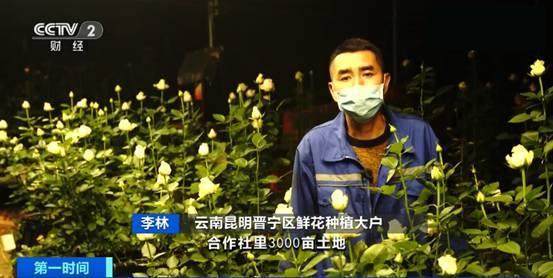 冲击世界第一的云南小镇：中国每10枝鲜花，就有7枝来自斗南