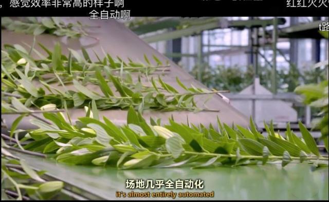 冲击世界第一的云南小镇：中国每10枝鲜花，就有7枝来自斗南