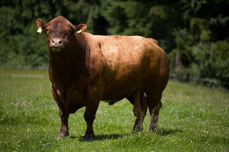 种牛冻精第一股亏损近1亿中国为什么没有牛周期