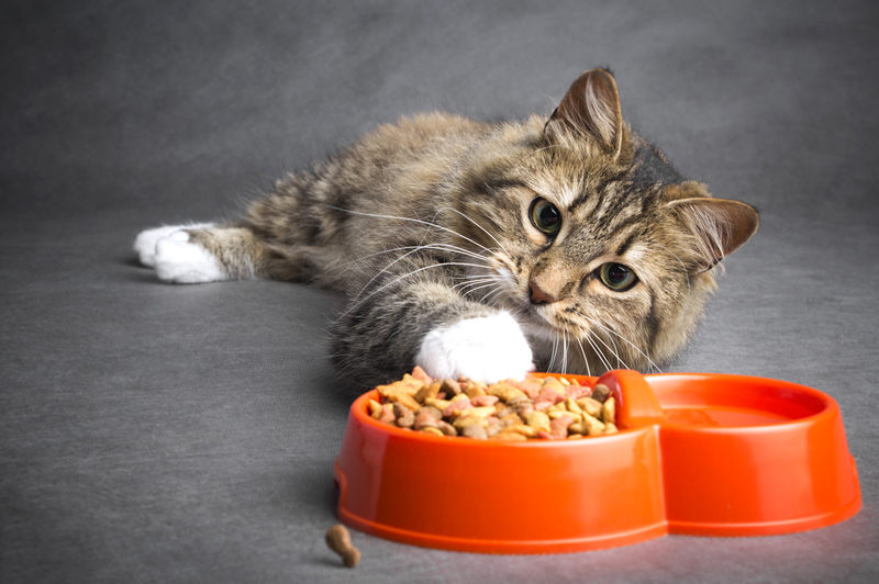 进口猫粮代理如何成为进口猫粮代理？
